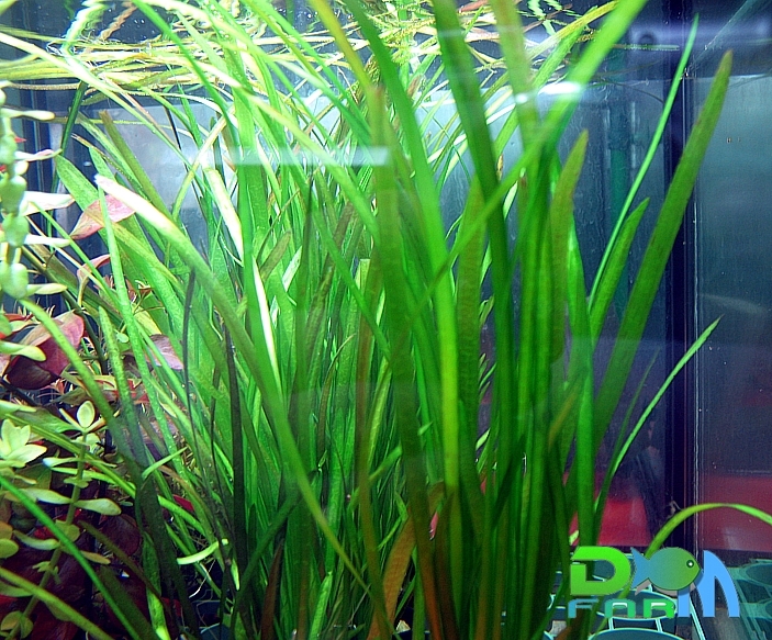 eel grass